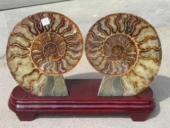 

860g NATURAL CUT CRETACEOUS AMMONITE FOSSIL Sliced + STAND 300g