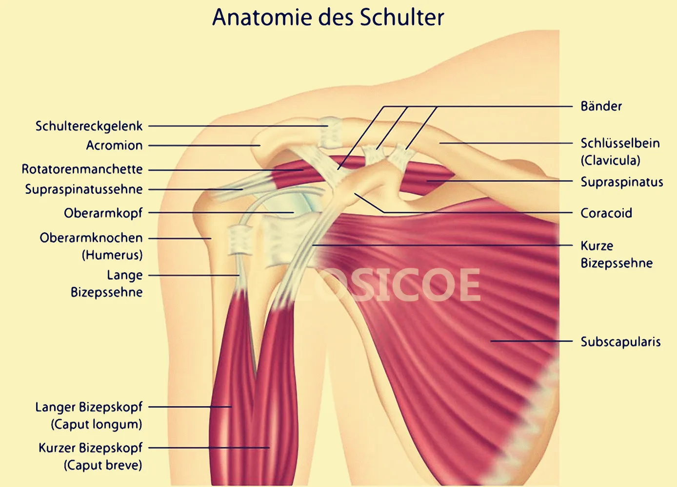 Anatomie des Schulter Medicine Human Anatomy Retro Posters Kraft Paper Placard Wall Sticker Hospital Clinic Home Decoration | Дом и сад