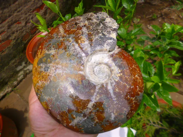 Cheap 1950g(4.29 lb) Jade Chrysanthemum Ammonite Shell Fossil Madagascar DFD048