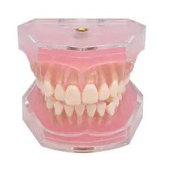 Стоматолог мягкая основа модель позволяют вытянуть зуб сосать Pull up обучающая Модель зуб съемный модели зубов