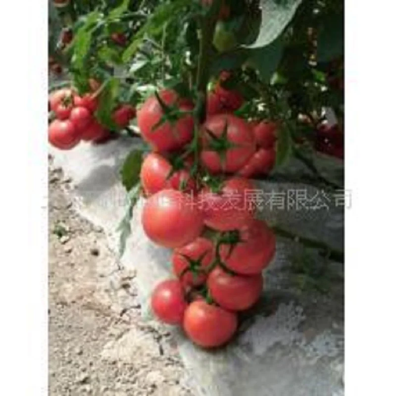 

Pink tomato bonsais Caramel anti- TY virus 100pcs organic vegetables