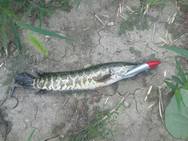 freshwater fishing bait