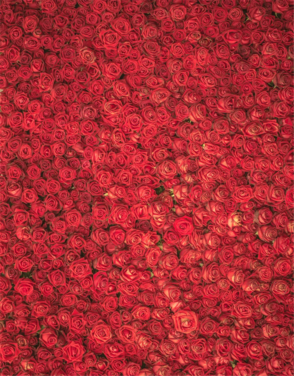Buy Romantic Red Roses Backdrops for Photography Baby