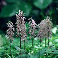 Cremastra Appendiculata бонсай редкий бонсай цветок. Для дома и сада наружные цветы, 100 pcs Cremastra appendiculata смешанный цвет