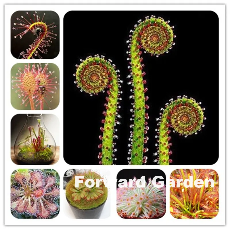 Big Promotion!! 120 Pcs Carnivorous Plants Drosera Peltata Pot Flycatcher Bonsai Sundew Venus Flytrap Table Garden Succulent Big Promotion!! 120 Pcs Carnivorous Plants Drosera Peltata Pot Flycatcher Bonsai Sundew Venus Flytrap Table Garden Succulent