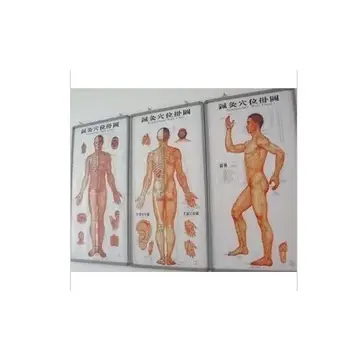 

3pcs/sets Human Meridian Acupuncture Point Health Therapy Medical Massage Acupuncture Acupoints Map In Chinese-English