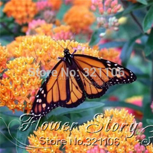 100 Milkweed Seeds Butterfly Carmine Milkseed Flower Great For Attracting Monarch Butterflies Free Shipping Butterfly Ping Pong Table Butterfly Waferflower Plaque Aliexpress