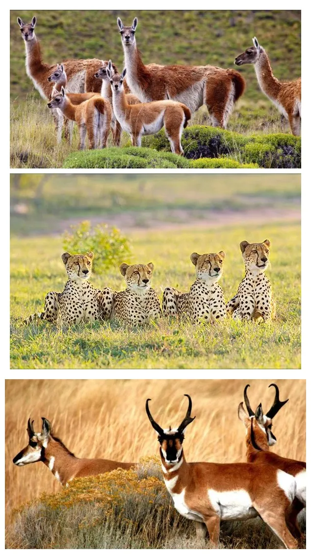 GPRS Hunting camera photo trap animals