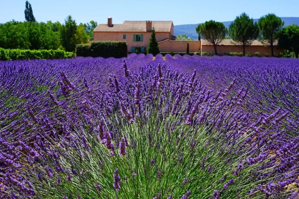 O-Lavender-06(90x60)
