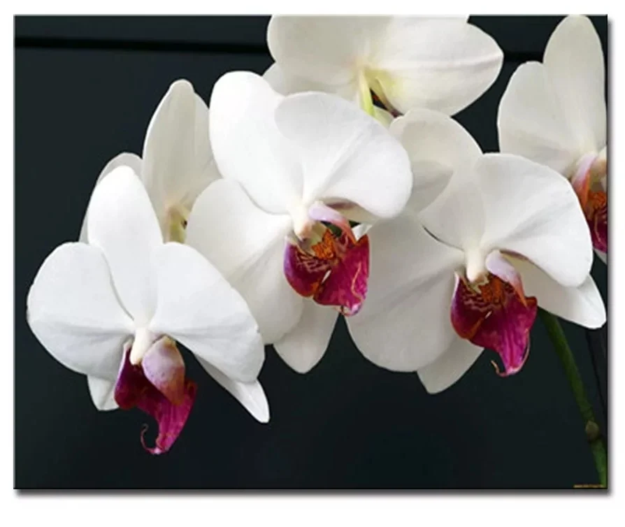 Beautiful pure White Flower DIY Digital Painting By Number Modern Wall Art Canvas Unique Gift Room Decor 40x50cm | Дом и сад