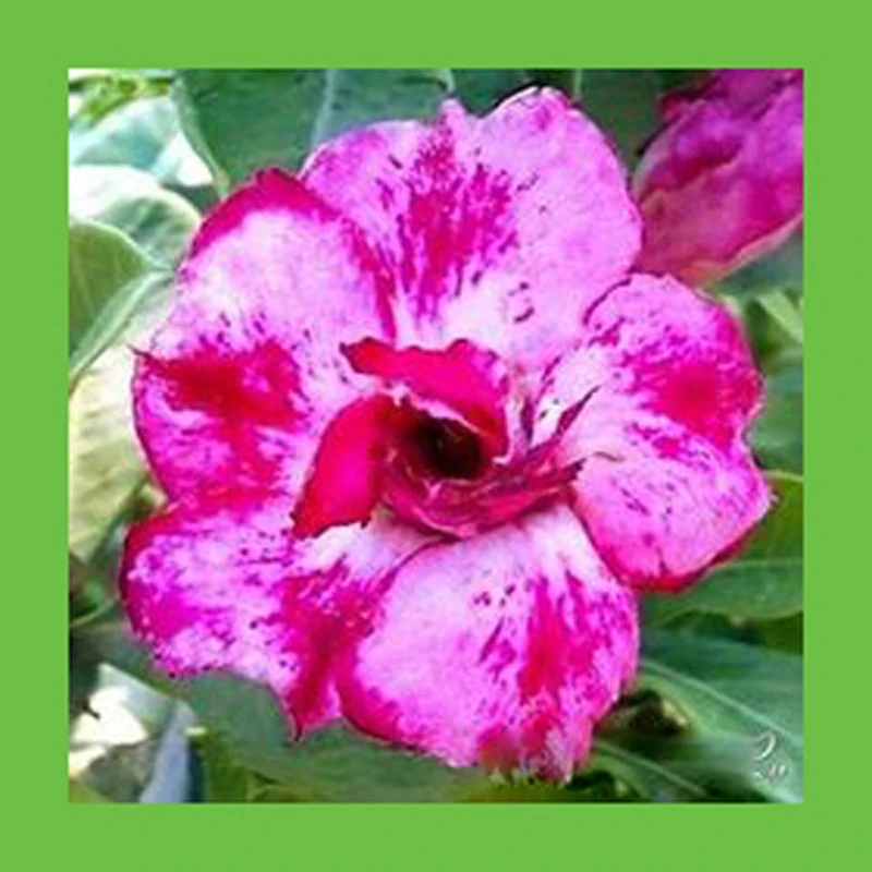 

Unique mix of pink and white desert rose flowers balcony Potted Home Garden Flowers Bonsai Plants Adenium Obesum 1 PCS