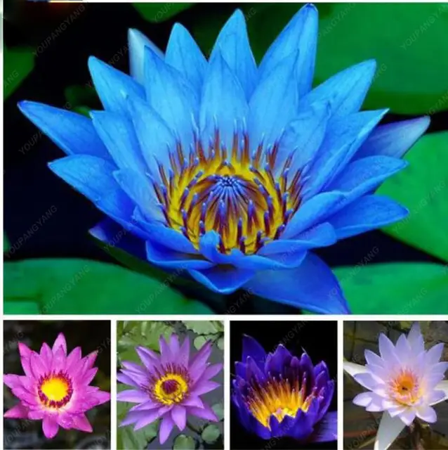 10pcs/bag Lotus bonsai Lotus Aquatic Bonsais Bowl Lotus Water Lily