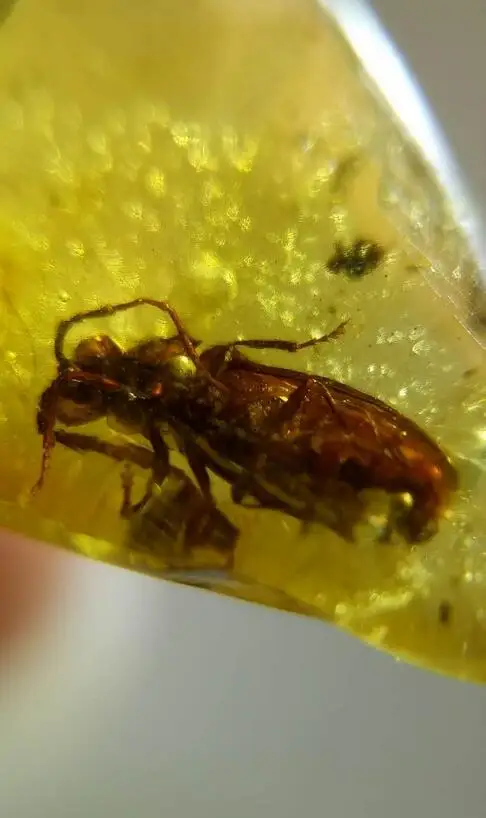 

Cretaceous rare firefly firebug beetle burmite Myanmar Amber insect 100 million years lynx stone mens womens pendant accessory