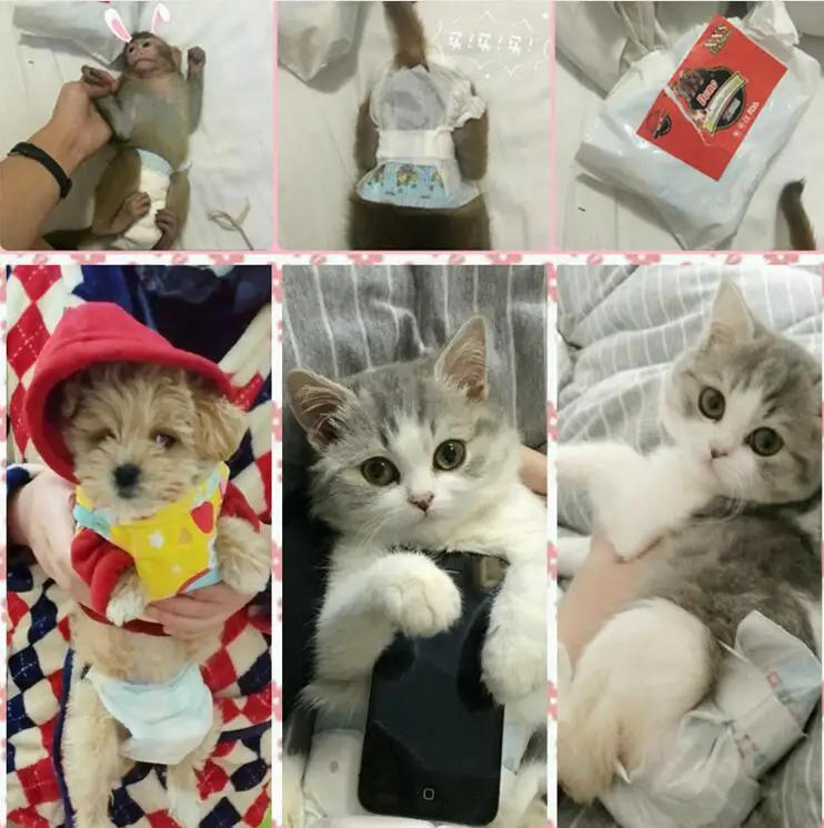 pet-diapers (14)