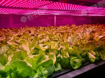 

45W LED Grow Lights 31*31cm