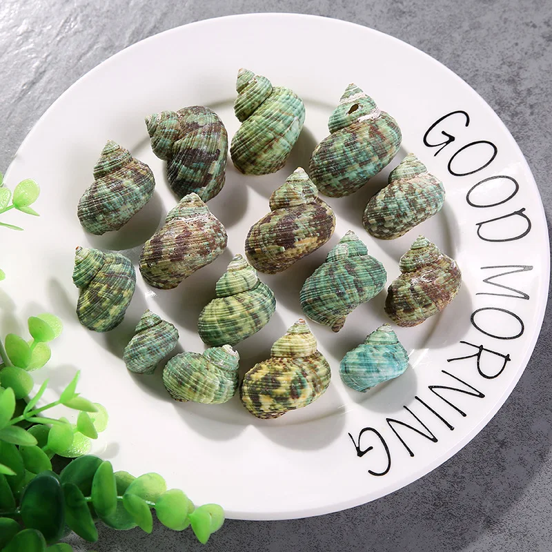 

Happy Kiss 30pcs 2-3cm Sea natural conch green conch conch sea shell decorates aquarium aquarium to place article