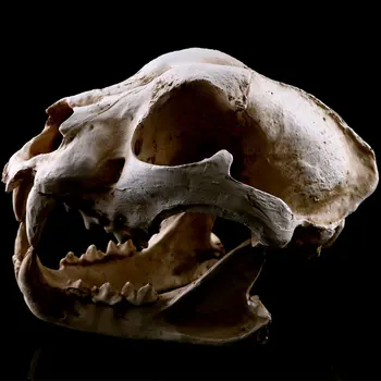 

Simulation Animal Dog Head Skull Resin Crafts Specimen Medical Scary Home Decoration Skeleton Model Aquarium Decor