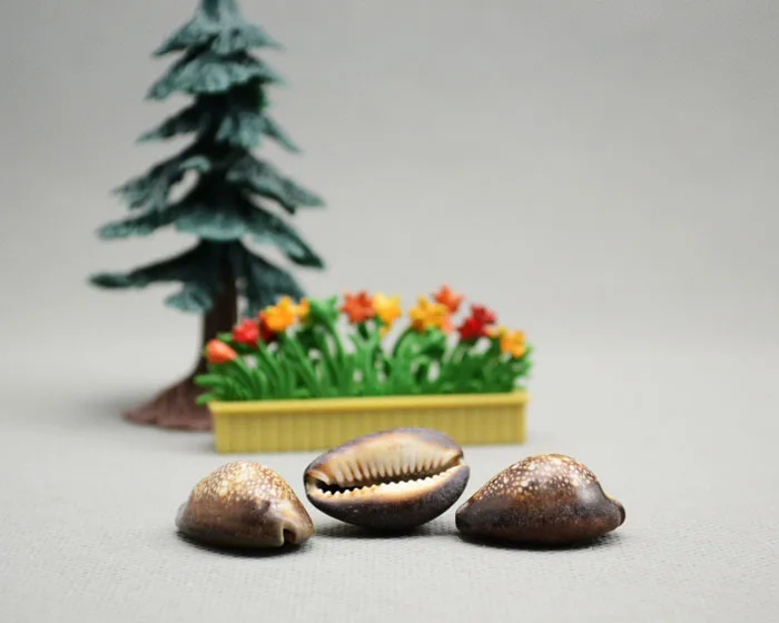 Natural eco-friendly shell white teeth shell photo...