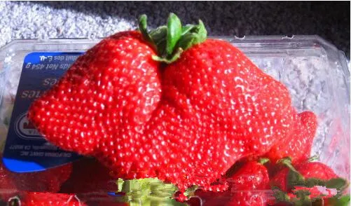 Giant Japan Strawberry bonsais, 200Pcs Giant Red Strawberry Organic bonsais Garden Giant Japan Strawberry bonsais, 200Pcs Giant Red Strawberry Organic bonsais Garden
