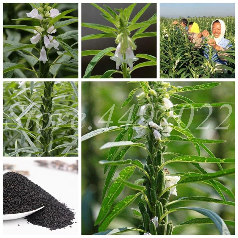 

Imported Bonsai Black Sesame Plant 4 Seasons Plant Garden Balcony Potted Vegetable Planta for Flower Pot Planters 100 pcs/ bag