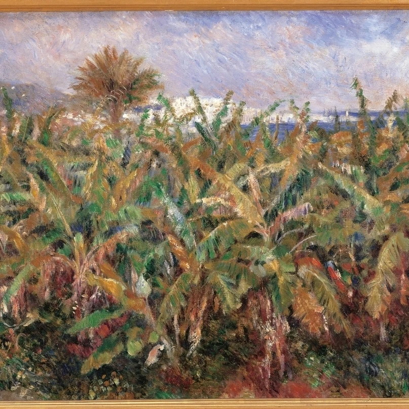 Field Of Banana Trees Poster Print (36 x 24)