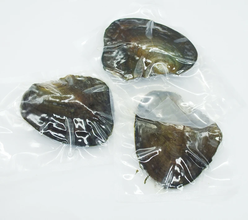 

wholesale 12pcs freshwater pearl oysters 6-7 mm pearl