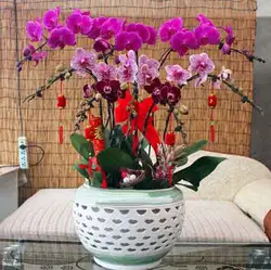 Бонсай фаленопсис семейство орхидные Бесплатная фаленопсис Крытый посадки цветов 100 шт