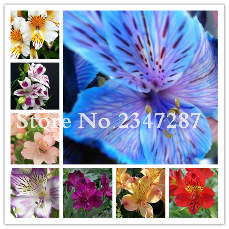 

100 PCS Hot-Selling Rare Peruvian Lily Alstroemeria Flower Mix-Color Beautiful Flower Blooming Plant For Home & Garden Free Ship