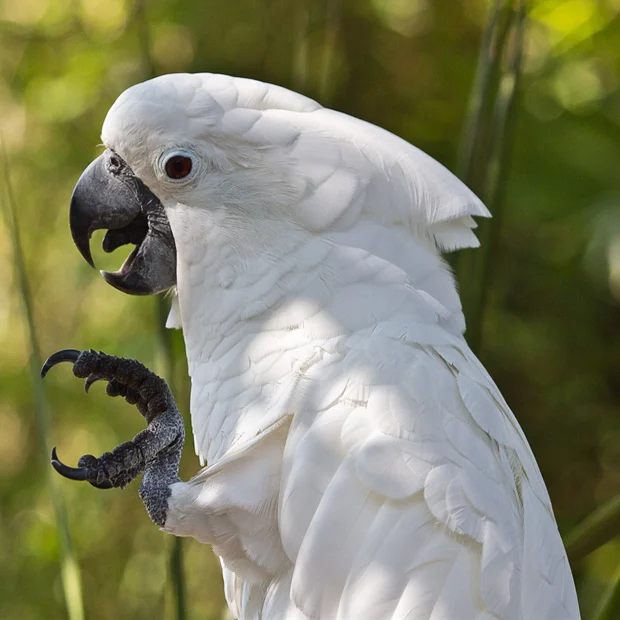 Gingerain одежда с птицами Parrot одежда Lost possession оригинальная ручная одежда с птицами свитер с капюшоном Lost possession - Цвет: Umbrella Cockatoo