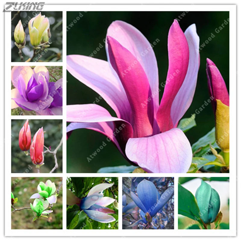 

ZLKING 10pcs Chinese Rainbow Magnolia Rare Multicolor Yulan Flower Bonsai For Wedding Party Perennial Fragrant Orchid