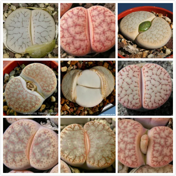 Rare stone flower! 50pcs Lithops- Succulents-- DIY home garden free shipping