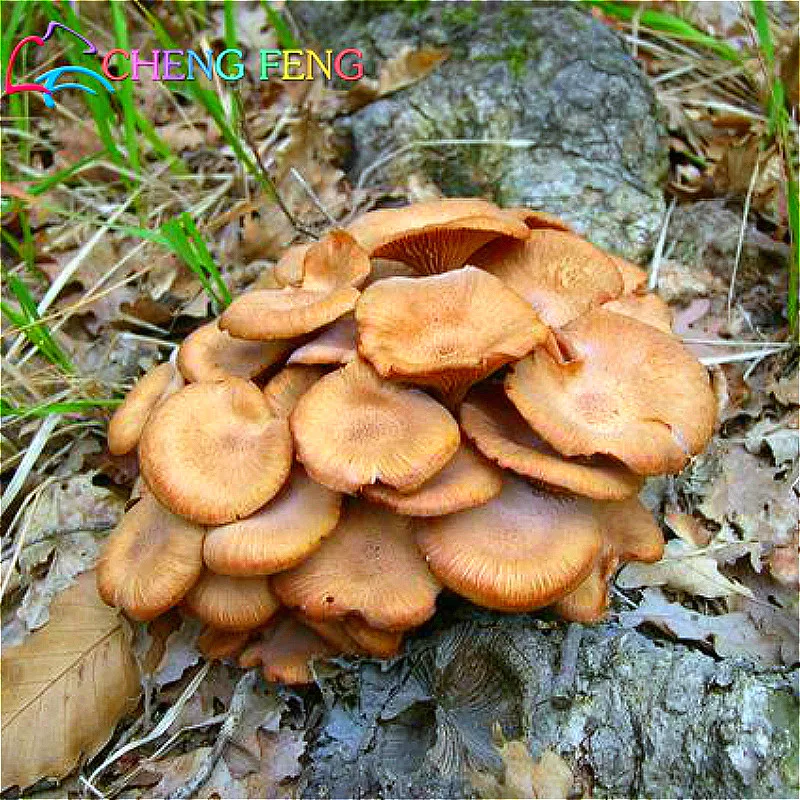 2016 New Vegetable Seeds 100pcs Edible Mushrooms Seed Plants Mini Herbs