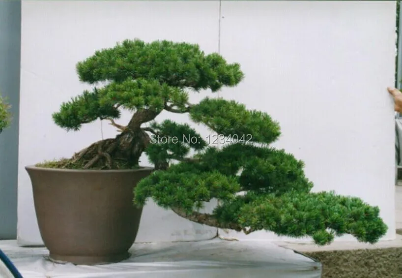 10 PC Japan Needle bonsai pine tree seeds, plants absorb formaldehyde potted treein Bonsai from