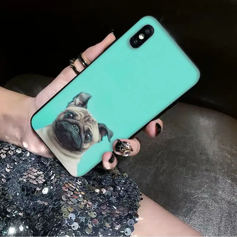 Animal Cute Pug Dog