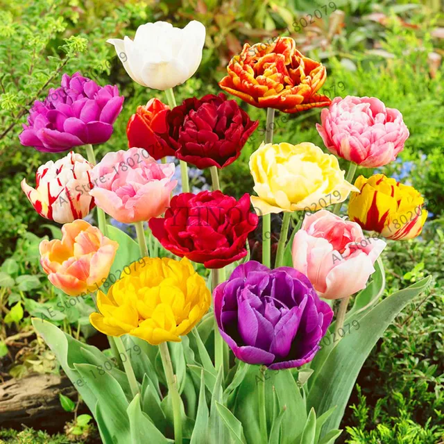 Variety True 103pcs Rarest Double Tulip Most Imported Flowers Bonsai