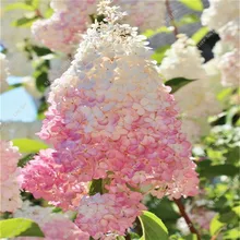 50 Vanilla Strawberry hydrangea Flower Seeds as bonsai plant or tree in pot or ground Hydrangea Macrophylla For Home & Garden