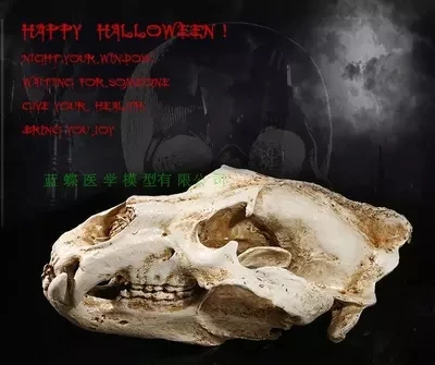 

Polar bear skull Simulation props Animal skull model High precision 1:1 Resin model free shipping