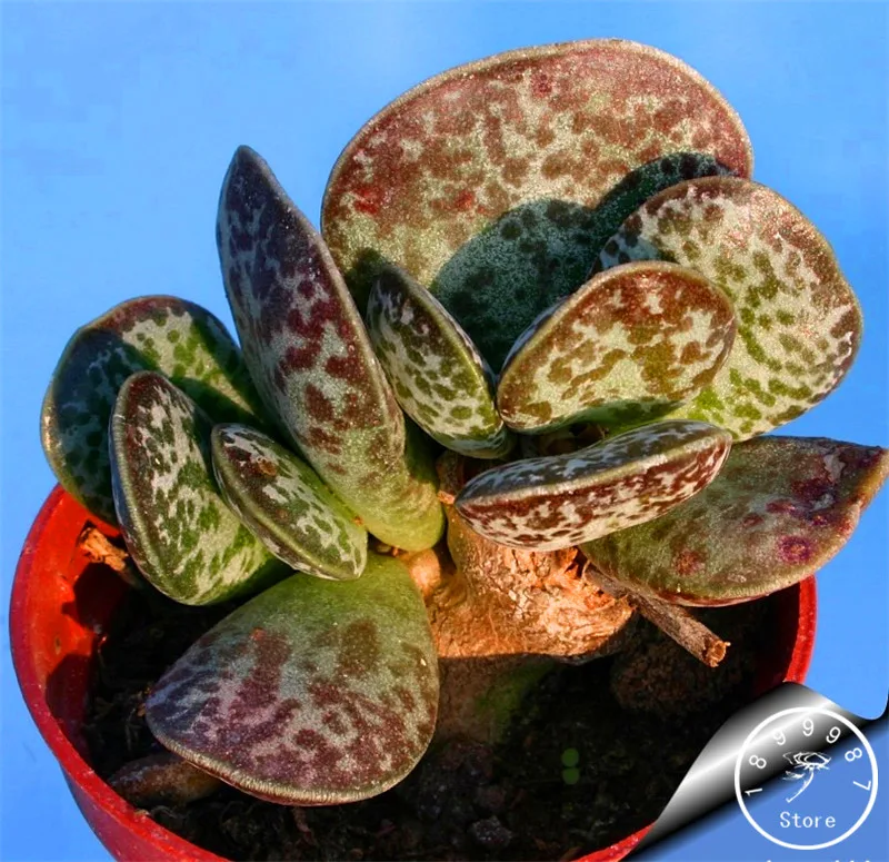 100 PCS Seeds Aurora Ball Cactus Bonsai Succulent Plants Rare Flowers 2019 New N 100 PCS Seeds Aurora Ball Cactus Bonsai Succulent Plants Rare Flowers 2019 New N