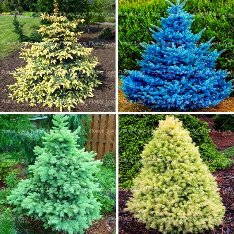 

50PCS bonsai Rare Blue Spruce Tree plants Evergreen Picea Pungens Glauca Perennial Outdoor Ornamental Plant For Home Garden