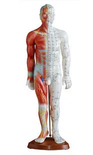 

male Mannequins acupuncture model 60CM With muscle anatomy