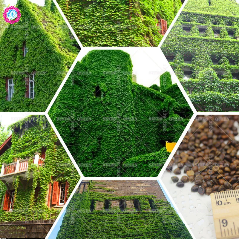 

100pcs Real IVY Outdoor Climbing Creepers Parthenocissus Tricuspidata For Home Garden Decor Supplies Best Packaging