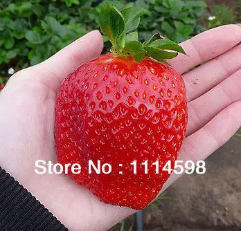 50pcs Strawberry Fruit Seeds