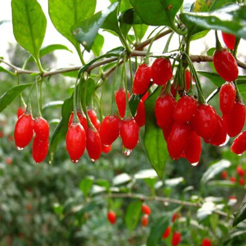 

High quality Lycium barbarum seeds goji berry seeds goji (Wolfberry) seeds organic fruit seeds high germination rate