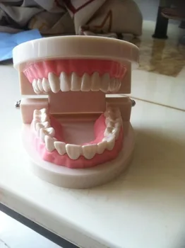 

dental teeth model Dentures Dental teaching model tooth model free shipping