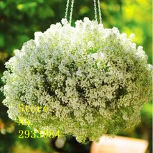 Бесплатный шопинг 50 семена/пакет горячий продавать Alyssum Семена для дома сад цветок