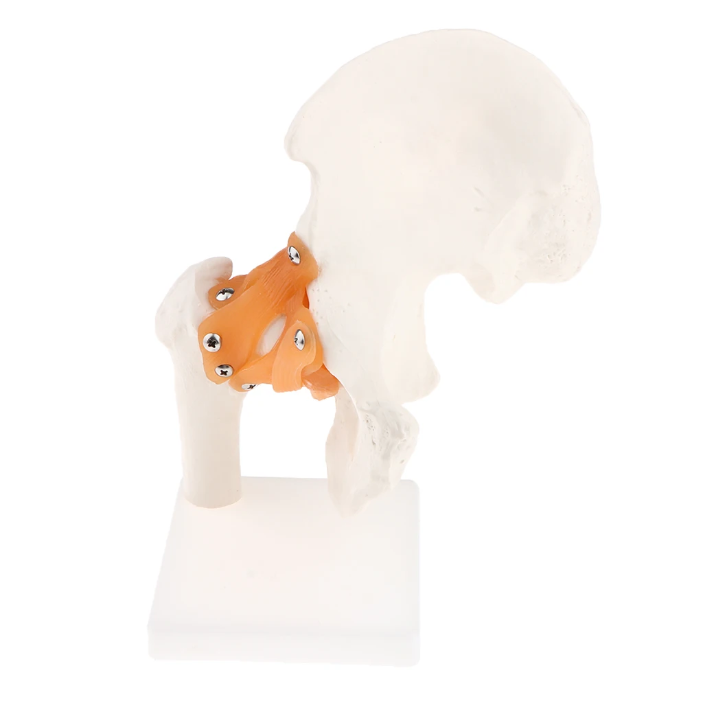 1:1 Lifesize Anatomical Human Hip Joint with Femur & Ligament Model - Skeleton Anatomy Lab Supplies School Study Display Kits