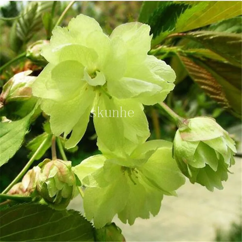 Bonsai Tree japanese sakura bonsai ,bonsai flower Cherry Blossoms for home & garden 3pcs Bonsai Tree japanese sakura bonsai ,bonsai flower Cherry Blossoms for home & garden 3pcs