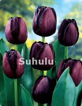 100 Pcs Hot Rainbow Tulip Bonsai Not Bulbs As Ice Cream Rare Flowers Perennial Plants Gift For Home Beautify Garden Decoration 100 Pcs Hot Rainbow Tulip Bonsai Not Bulbs As Ice Cream Rare Flowers Perennial Plants Gift For Home Beautify Garden Decoration
