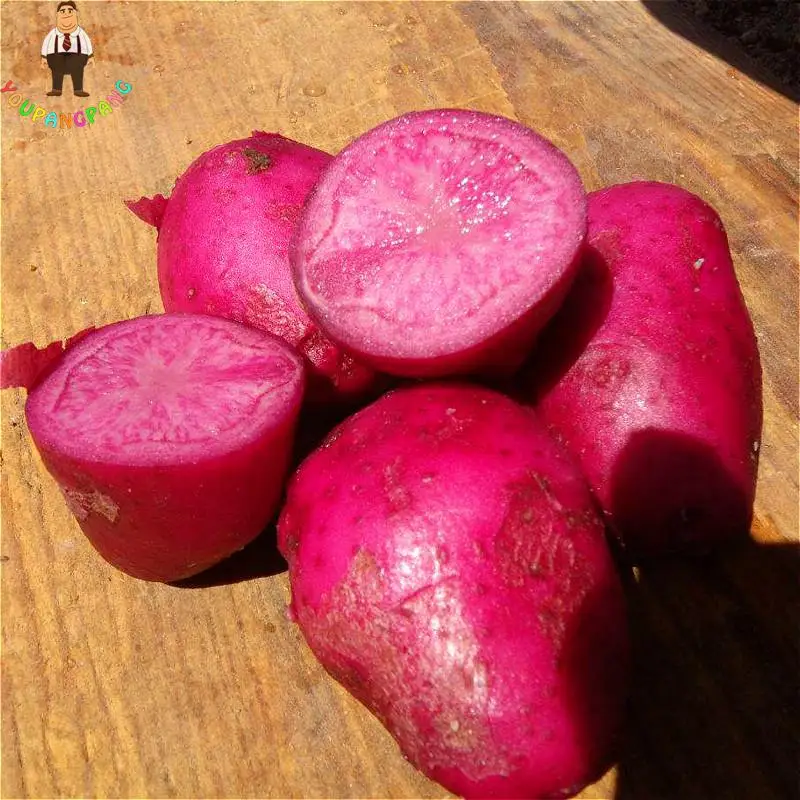 100pcs Giant Purple Potato plants Perennial Bonsai Tree Anti-wrinkle Vegetable planting For Home Garden 100pcs Giant Purple Potato plants Perennial Bonsai Tree Anti-wrinkle Vegetable planting For Home Garden