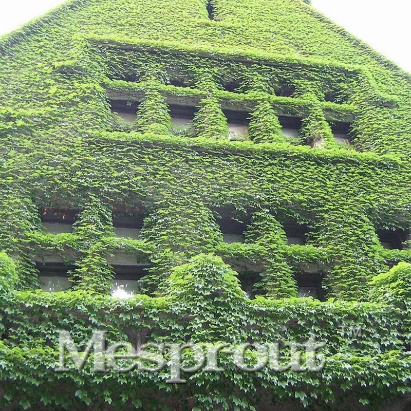

50PCS Green Ivy Potted Perennials Bonsai Green Strange Plant Boston Boston Ivy Outdoor Bonsai